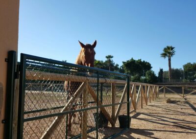 TORREVIEJA – MONTAJE DE VALLA TEJANA